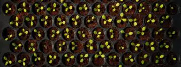 rfid plant