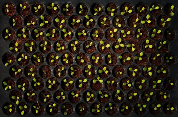 rfid plant