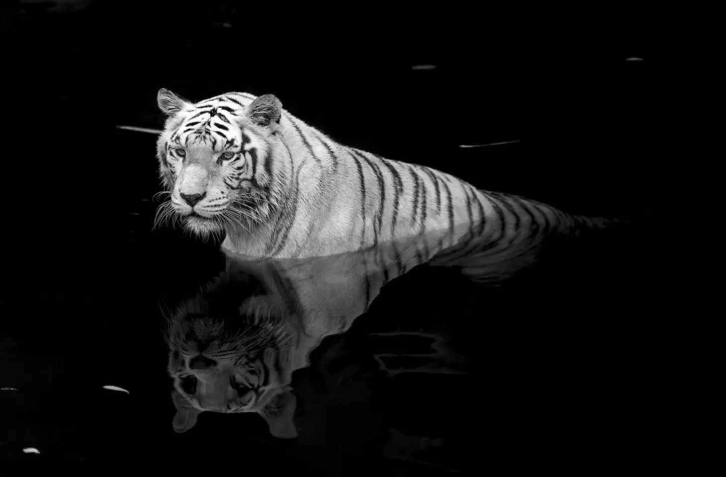 Intel geeft Tiger Lake spierballen en kondigt desktopprocessor aan
