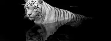 Intel geeft Tiger Lake spierballen en kondigt desktopprocessor aan