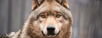 HP consolideert beveiligingsaanbod onder HP Wolf Security