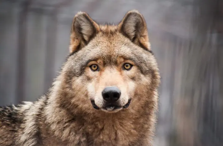 Thuiswerk zet IT-teams onder druk volgens HP Wolf Security