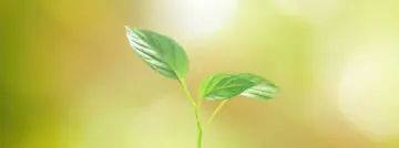 ecotips groei