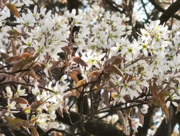 Xiaomi-12-10x-zoom-h