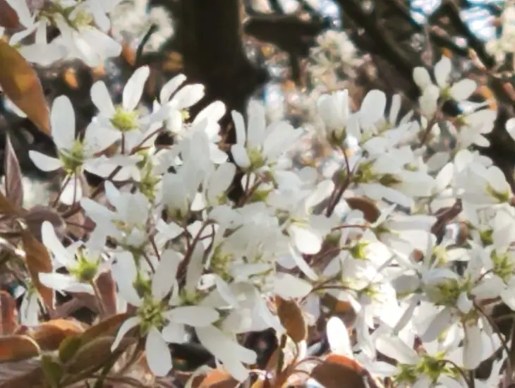 Xiaomi-12-20x-zoom-h
