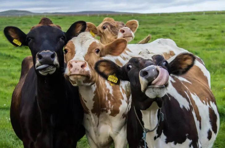 Case Study CowManager: hoe technologie het welzijn van koeien verbetert en de efficiëntie verhoogt
