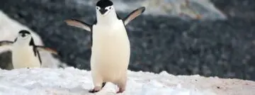 happy pinguin linux