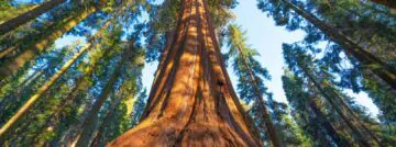 Redwood Oracle