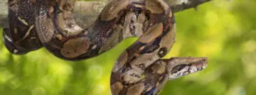 boa
