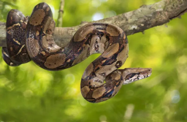 boa
