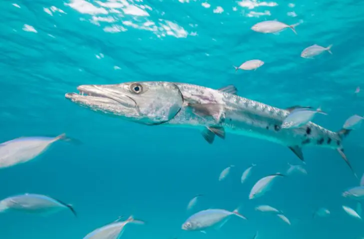 barracuda security lake
