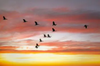 migratie vogels