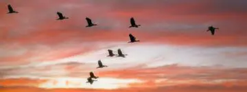 migratie vogels