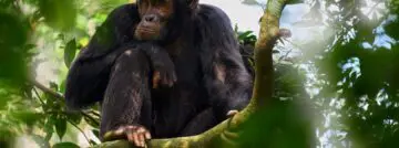 mailchimp gehackt