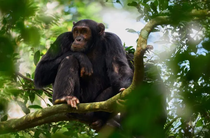 mailchimp gehackt