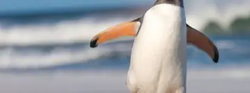 pinguin linux