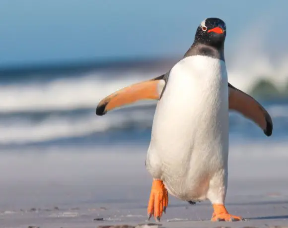 pinguin linux