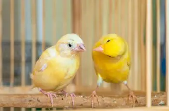 Microsoft gooit Windows Insider-programma om met introductie nieuw Canary-kanaal
