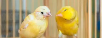 Microsoft gooit Windows Insider-programma om met introductie nieuw Canary-kanaal