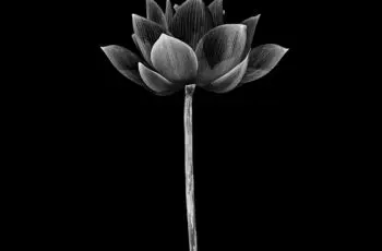 black lotus