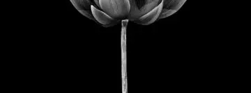 black lotus