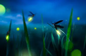 venafi firefly