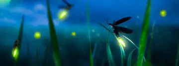 venafi firefly