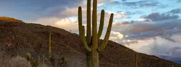 cactus ransomware