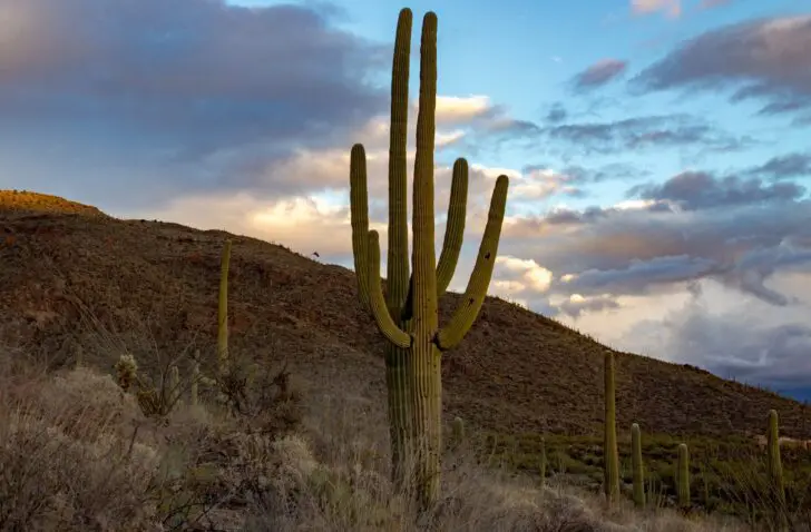 cactus ransomware