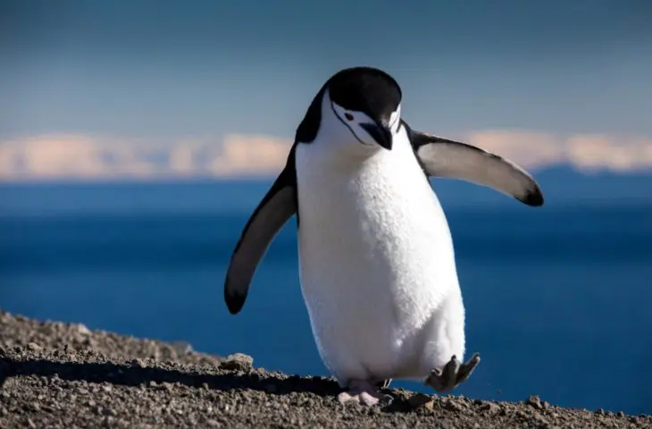linux