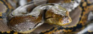 python