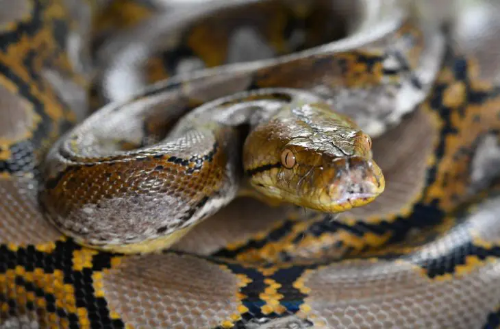 python