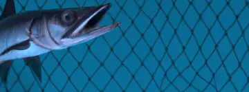 Kwetsbaarheid bij Barracuda maandenlang misbruikt door hackers