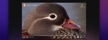 duckduckgo browser windows
