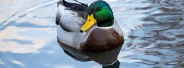 duckduckgo