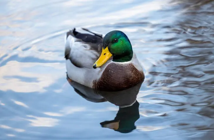 duckduckgo