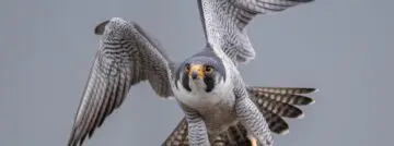 CrowdStrike breidt uit en scherpt klauwen van Falcon aan