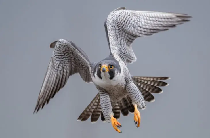 CrowdStrike breidt uit en scherpt klauwen van Falcon aan
