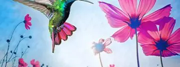 Adobe voegt AI toe aan Elements-producten