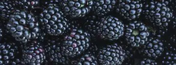 blackberry