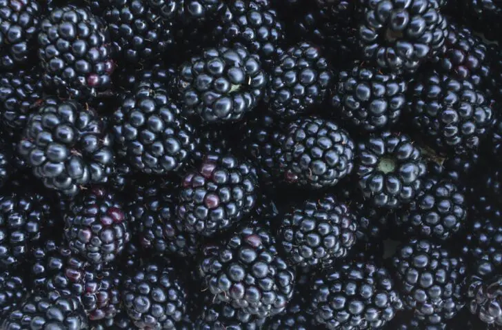 blackberry