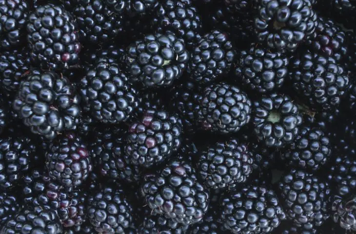 blackberry