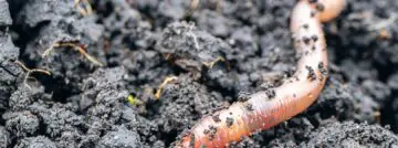 worm