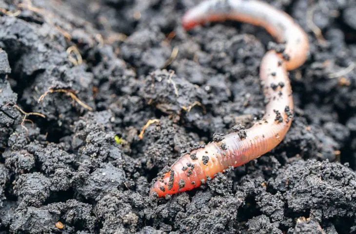 worm