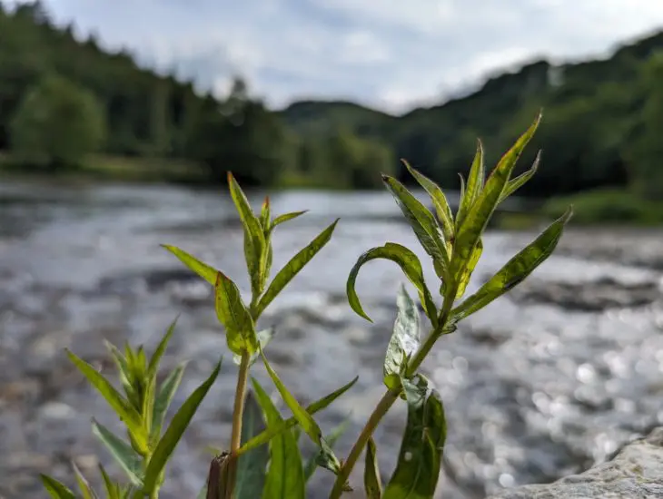 Google Pixel 8 foto 4