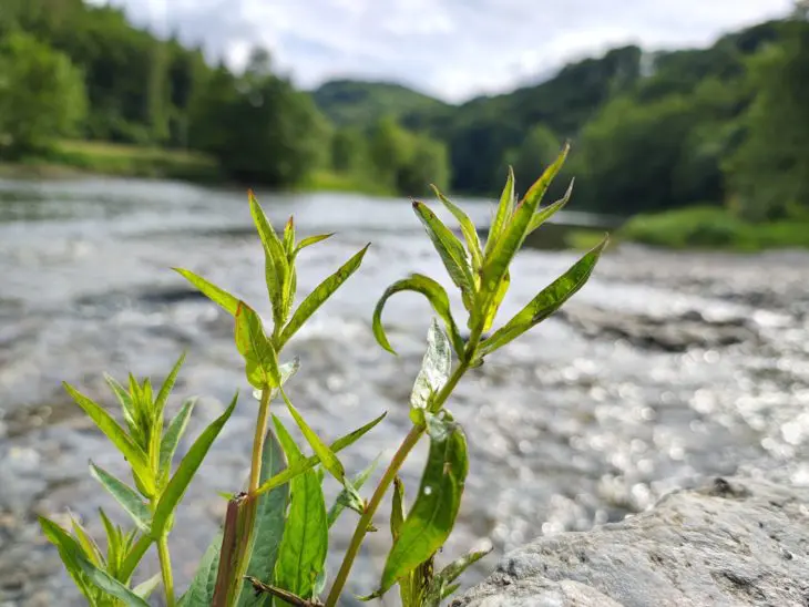 Motorola Edge 13 Pro foto 4
