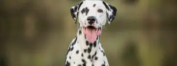 openstack dalmatian