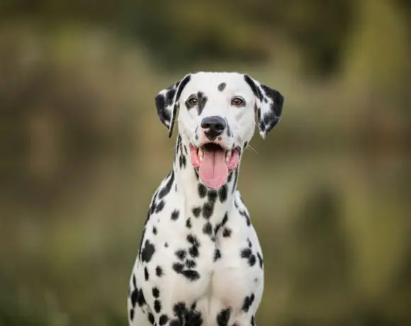 openstack dalmatian