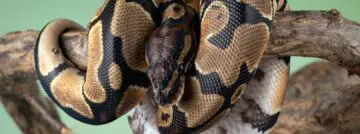python