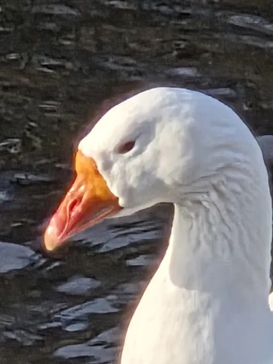 gans_closeup